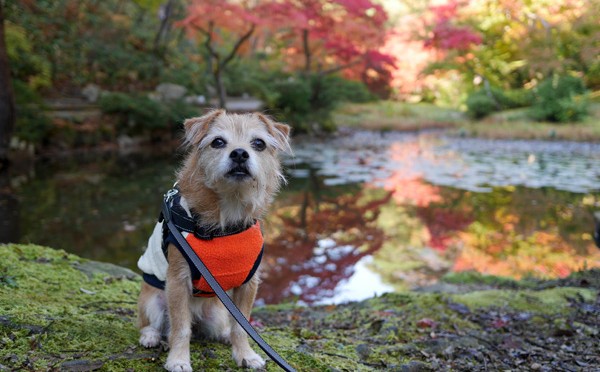 ( 池も紅葉 )