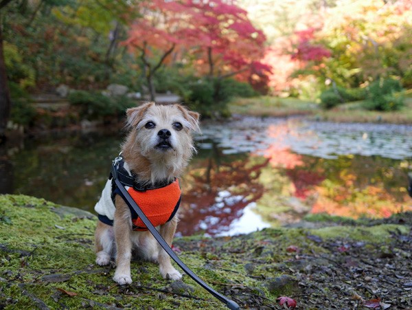 ( 池も紅葉 )