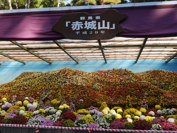 ( 弥彦神社の菊まつり )