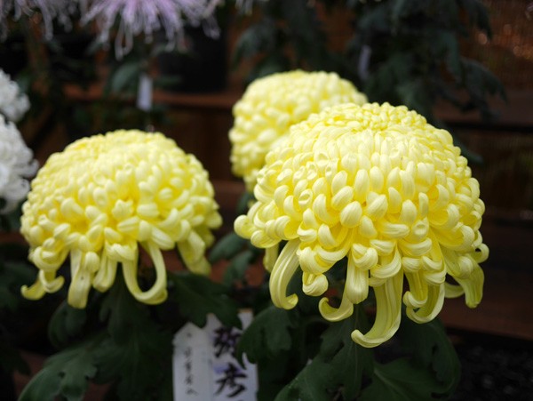 ( 弥彦神社の菊まつり )