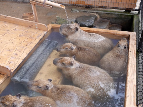 ( 温泉 )