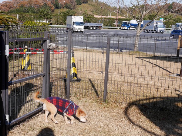 ( 千葉犬のにおいがするだ )