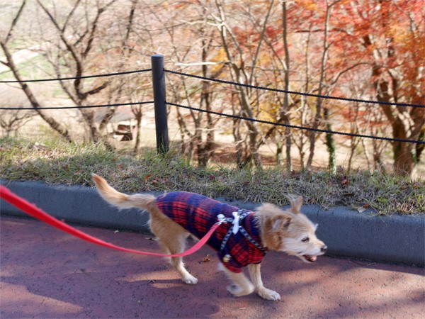 ( スタコラ )