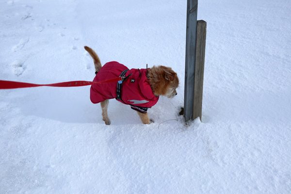 ( 立ちすくむときもある )