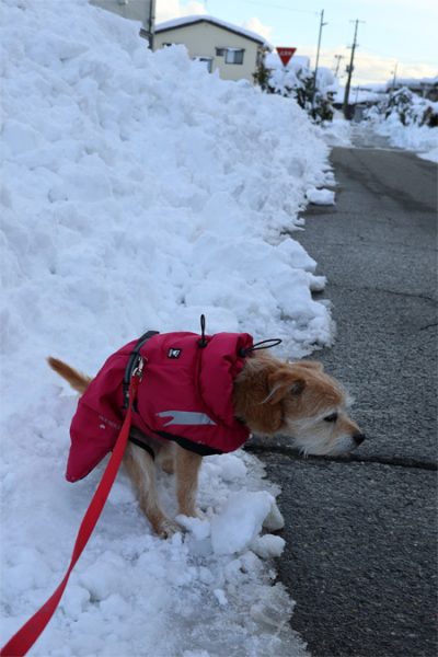 ( 雪の上に限るだよ )