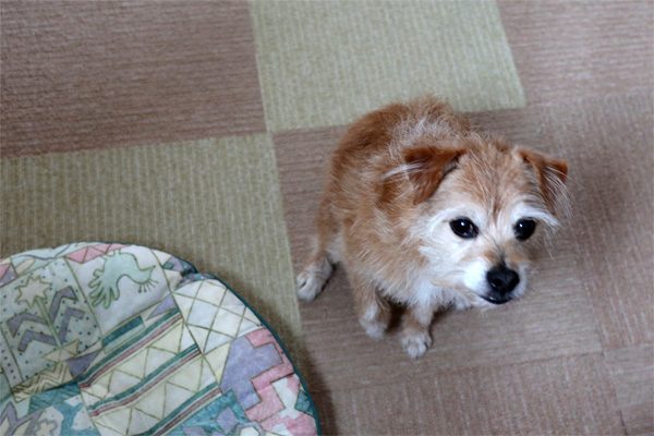 ( 早く~、はやく~ )