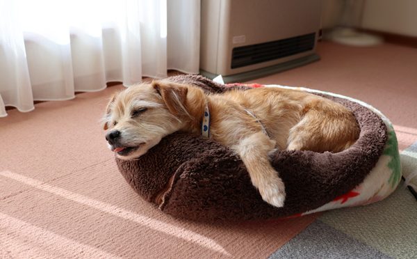 ( Zzzzz )