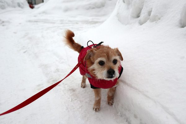 ( 雪あるだよ )