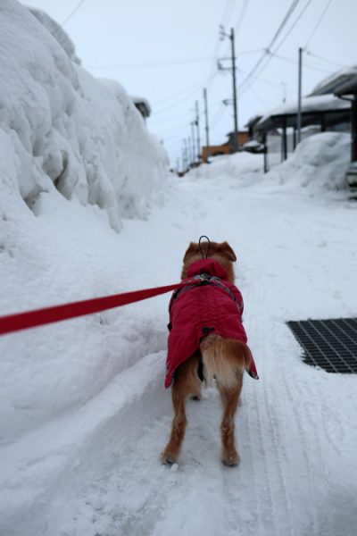 ( 雪、へっただよ )
