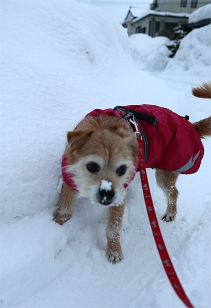 ( 雪、チェックしただよ )