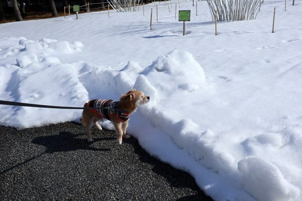 ( 雪あるだよ )