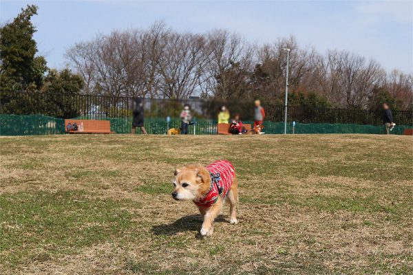 ( おら遠慮するだ )
