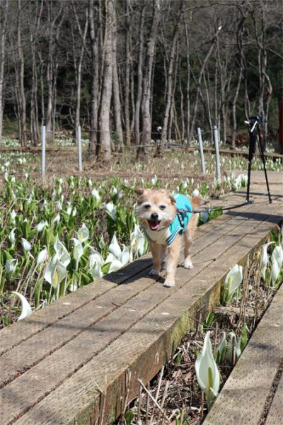 ( 木道ウォーク )