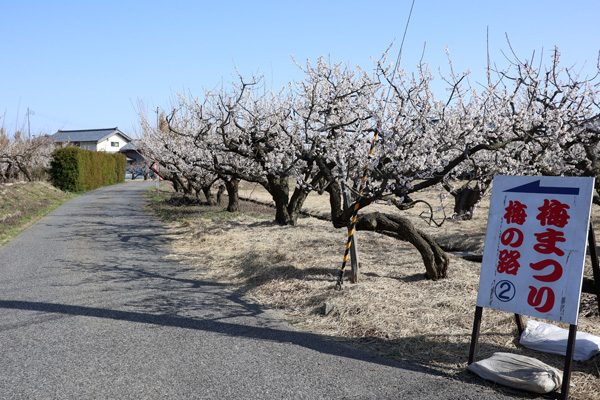 ( 新潟市江南区亀田の梅まつり )