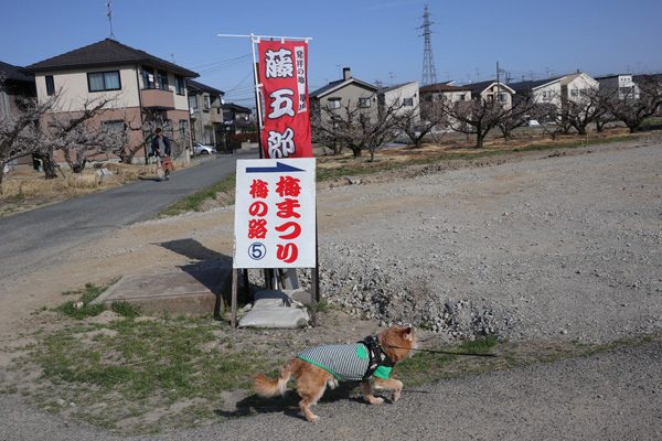 ( 梅の木ないだ )