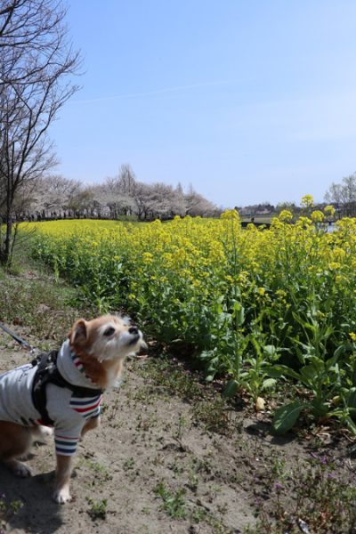 ( ふ~ん )