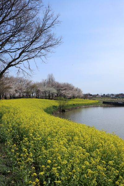 ( 菜の花 with 桜 )