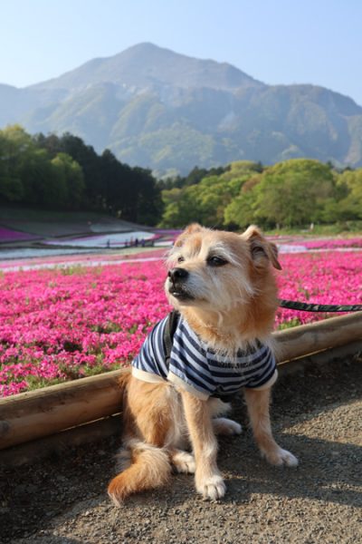 ( 眠いだよ )