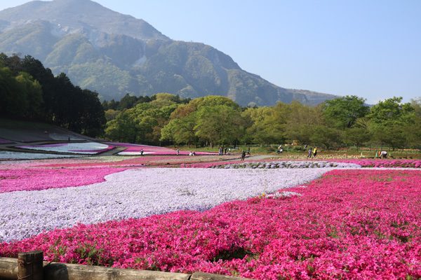 ( 秩父 羊山公園 )