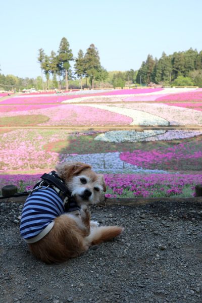 ( ボリボリ )