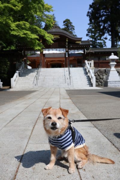 ( お願いしただよ )