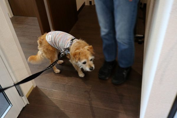 ( おかしゃん、おかしゃん。 )