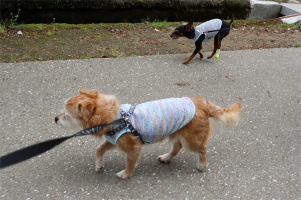 ( てくてく )