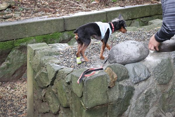 ( がんばれ~おとしゃん。 )