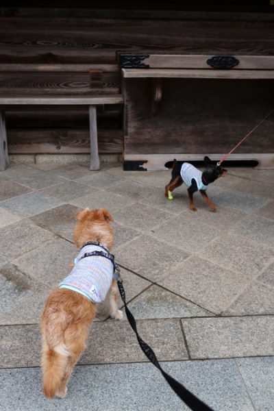 ( おまいりするだよ )