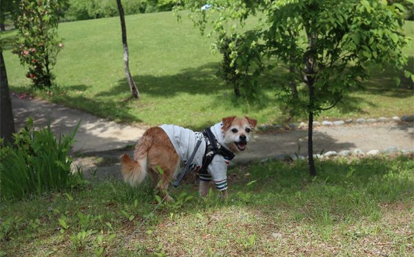 ( いい公園なんだよ )
