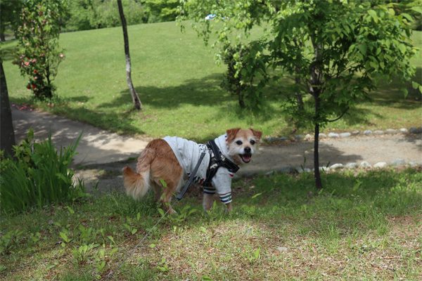 ( いい公園なんだよ )