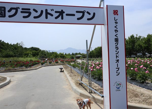 ( 五泉市しゃくやく園グランドーオープン!)
