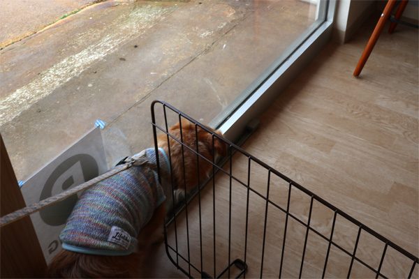 ( おじゃまするだよ )