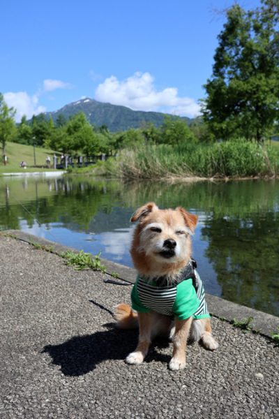 ( まぶしいだよ )