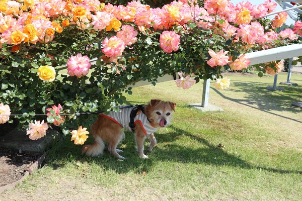 ( 日陰もの♪ )