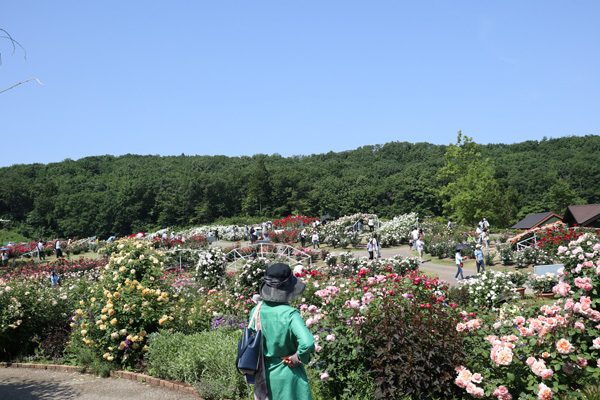 ( 薔薇ばらバラ )