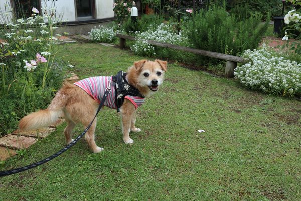 ( 咲いてるだよ )
