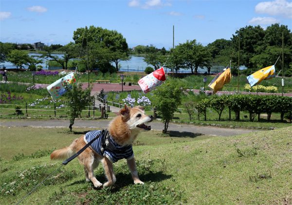 ( のぼっただ~ )