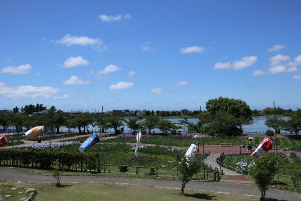 ( あやめと瓢湖 )