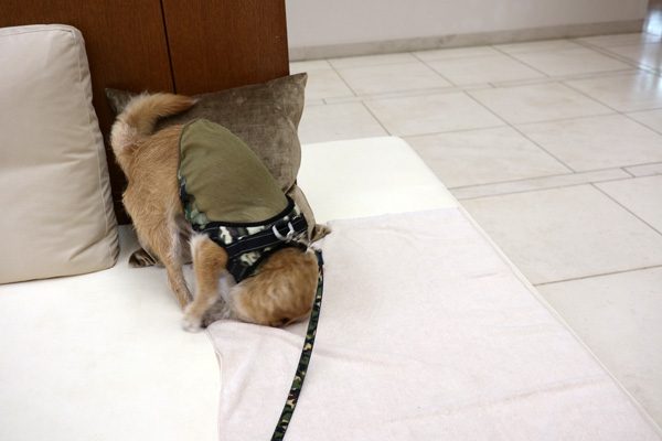 ( ぐり。 )
