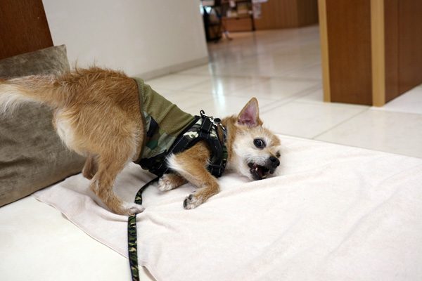 ( ずり。 )