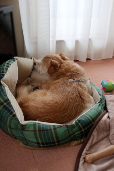( Zzzzzz )