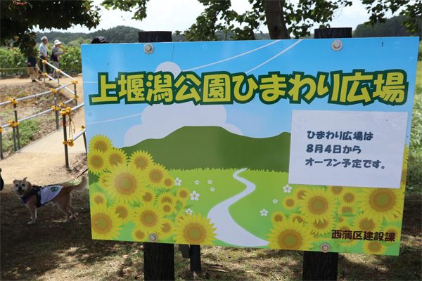 ( 上堰潟公園ひまわり広場 )