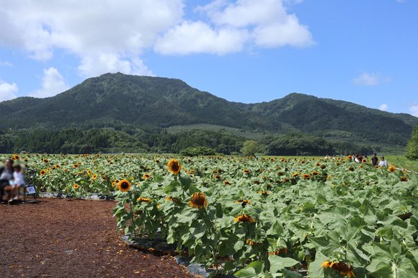 ( 角田山 )