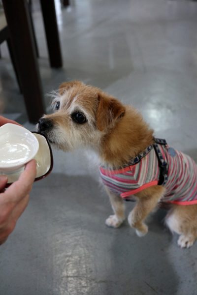 ( 飲むだよ )