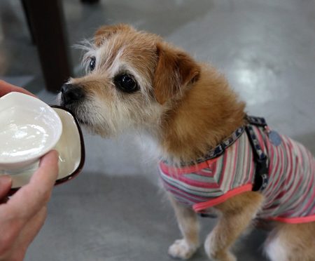 ( 飲むだよ )
