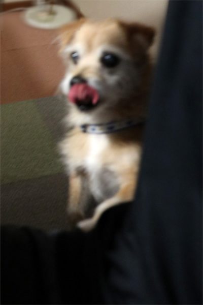 ( 間違いなくうまいだよ )
