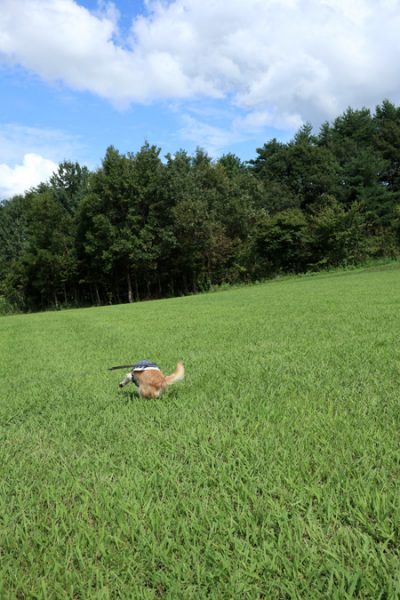 ( てぃ! )