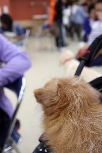 ( 犬がいるだよ )