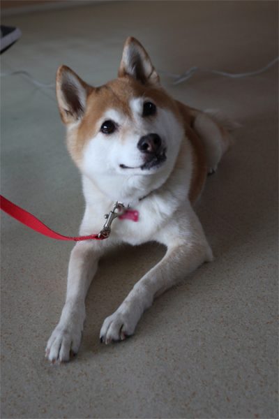 ( うふふ。 )